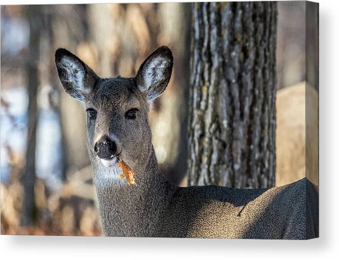 Deer Canvas Print featuring the photograph Deer At the Salad Bar by Paul Freidlund