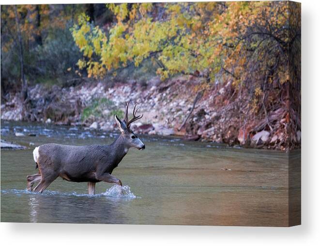 Zion Canvas Print featuring the photograph Deer Crossing River by Wesley Aston