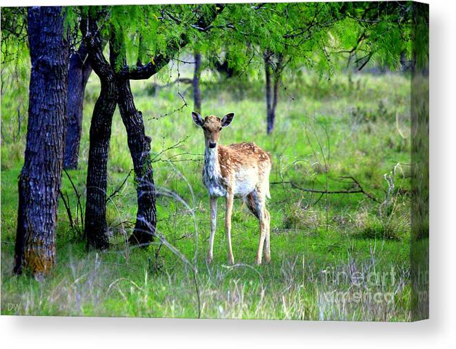 Deer Canvas Print featuring the photograph Deer Curiosity by Kathy White
