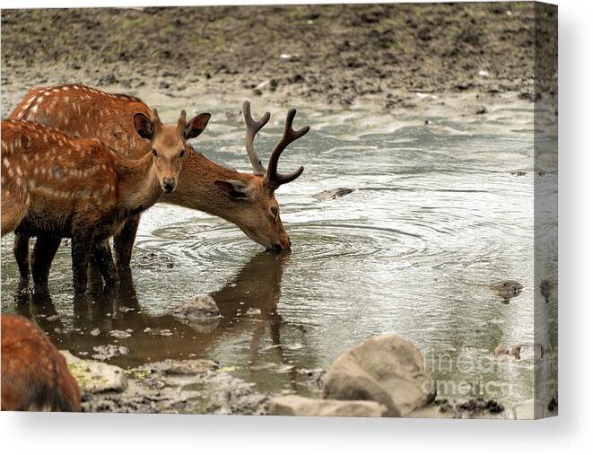 Deer Canvas Print featuring the photograph Deer drinking by Sam Rino