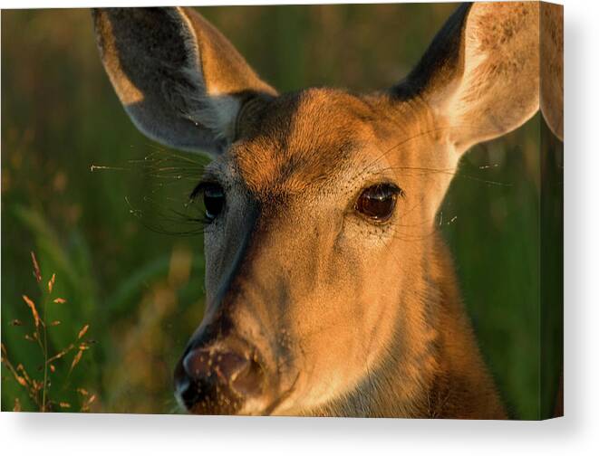 Landscape Canvas Print featuring the photograph Deer Head Shot by Louis Dallara