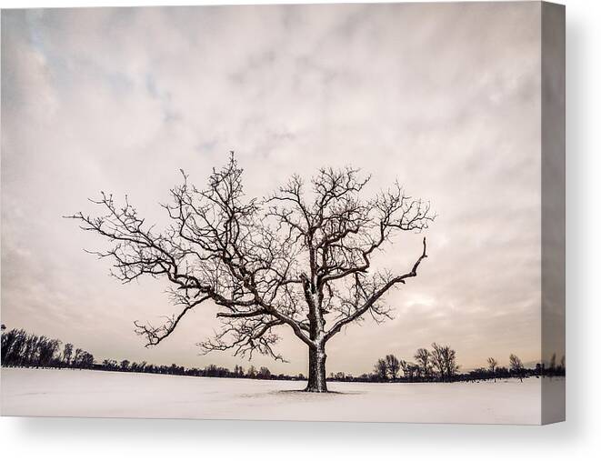 Monochrome Canvas Print featuring the photograph Delaware Park Winter Oak - Color by Chris Bordeleau