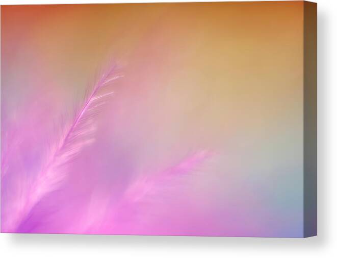 Scott Norris Photography Canvas Print featuring the photograph Delicate Pink Feather by Scott Norris