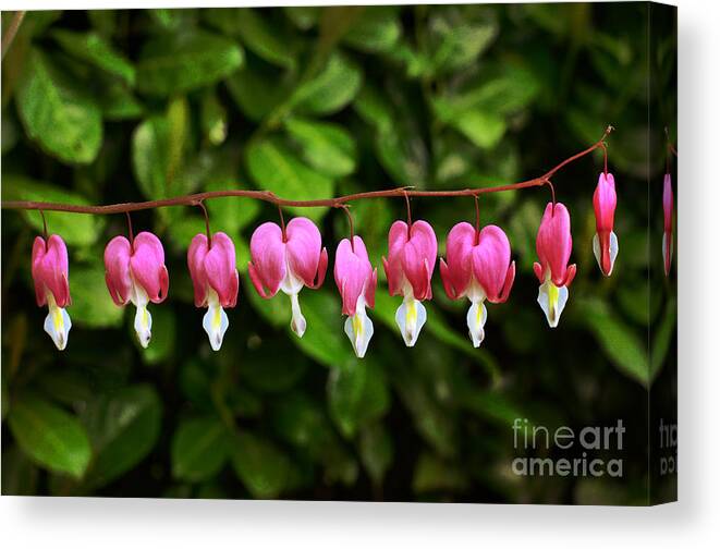 Spring Canvas Print featuring the photograph Delightful Bleeding Hearts Flowers by Maria Janicki
