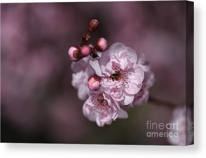 Bubbleblue Canvas Print featuring the photograph Delightful Pink Prunus Flowers by Joy Watson
