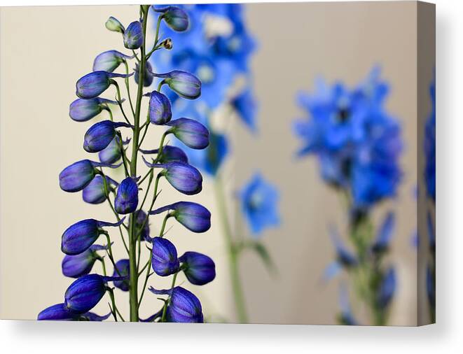 Blue Canvas Print featuring the photograph Delphinium by Heidi Smith