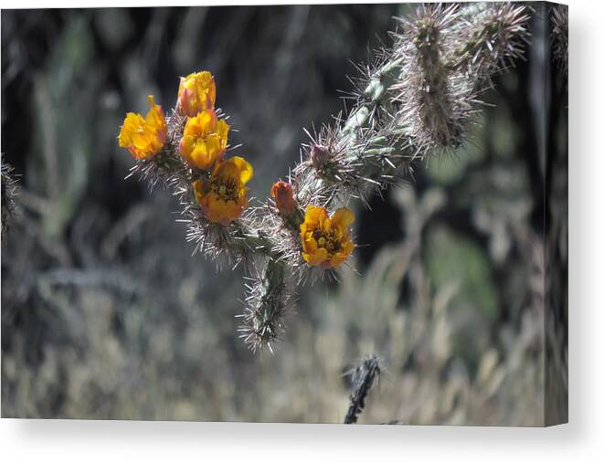 Art For Sale Canvas Print featuring the photograph Desert Blooms by Bill Tomsa