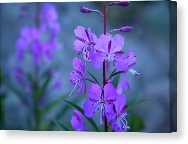 Flowers Canvas Print featuring the photograph Desert Flowers #2 by David Chasey