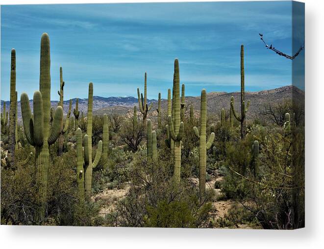 Arizona Canvas Print featuring the photograph Desert Kings by David S Reynolds