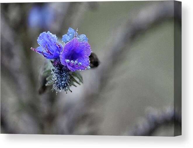  Canvas Print featuring the photograph Dew Drops by Kuni Photography