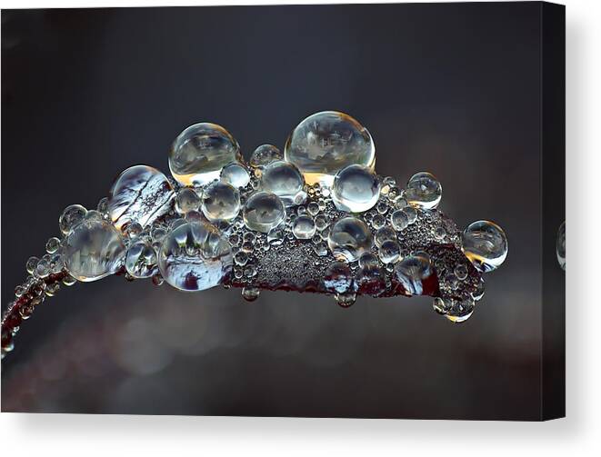 Jogchum Reitsma Canvas Print featuring the photograph Landcape Captured in Dew on Smoketree Leaf by Jogchum Reitsma