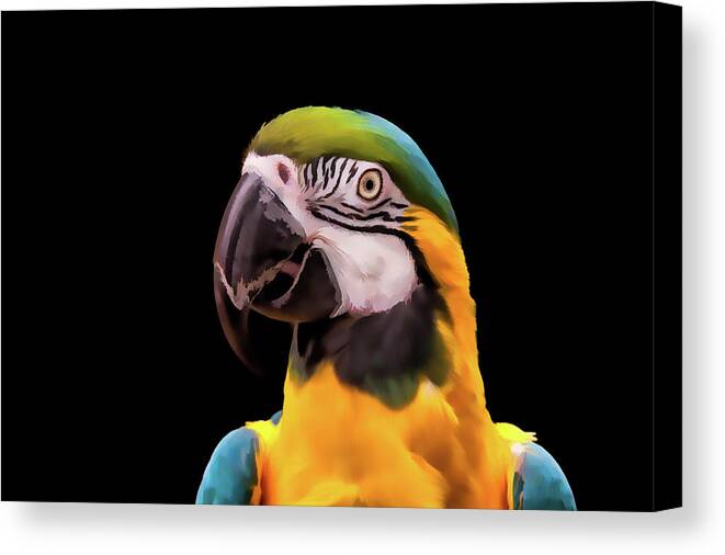 Animal Canvas Print featuring the digital art Digital Painting of a Blue and Yellow Macaw Parrot by Tim Abeln