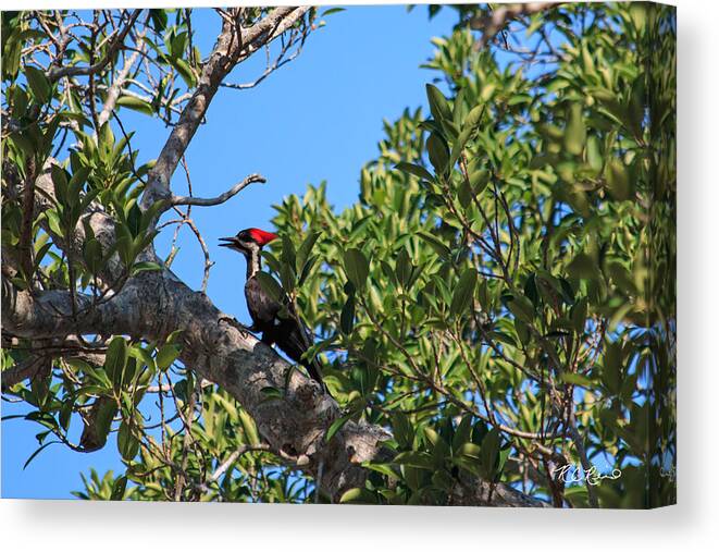 Florida Canvas Print featuring the photograph Ding Darling - Pileated WoodPecker Resting by Ronald Reid