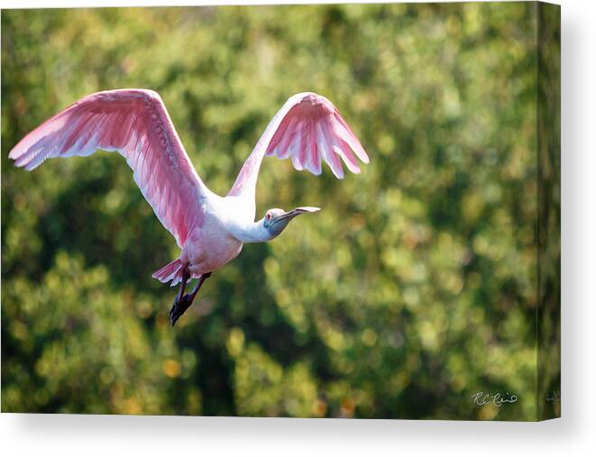 Florida Canvas Print featuring the photograph Ding Darling - Roseate Spoonbill - Wings High by Ronald Reid