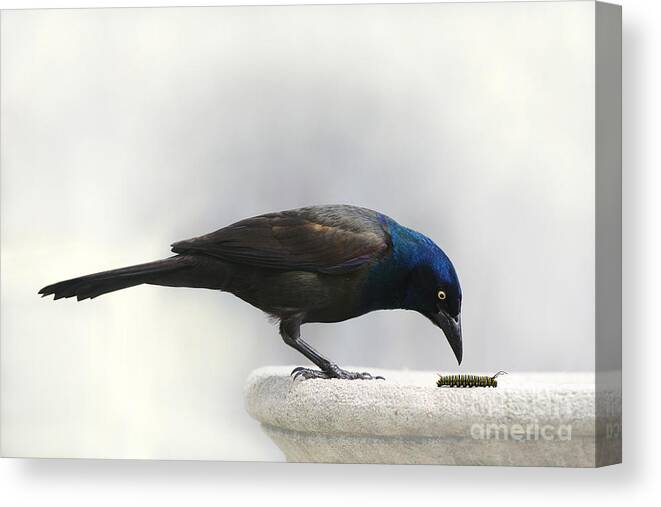 Bird Canvas Print featuring the photograph Dinner Fit for a Monarch by Jan Piller