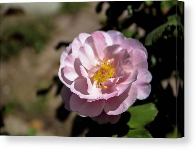 Close-up Canvas Print featuring the photograph Distant Drums Rose - 2 by K Bradley Washburn