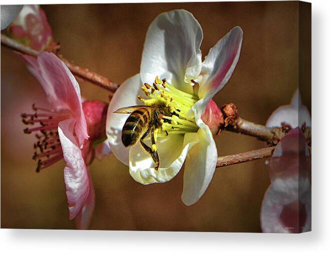 Bee Canvas Print featuring the photograph Dive Right In 003 by George Bostian