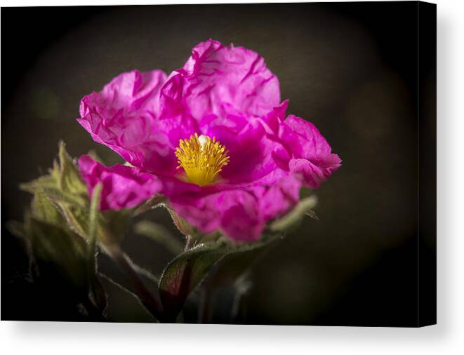 Rock Rose Canvas Print featuring the photograph Do Not Iron by Caitlyn Grasso