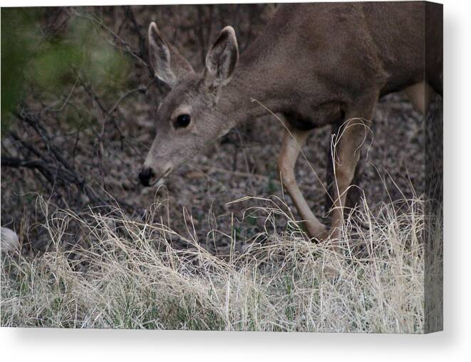 Deer Canvas Print featuring the photograph Doe Carefully Grazing in Tombstone by Colleen Cornelius