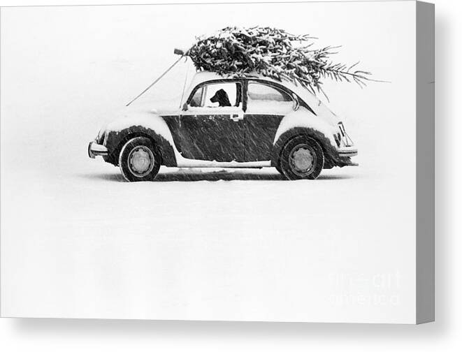 Animal Canvas Print featuring the photograph Dog in Car by Ulrike Welsch and Photo Researchers