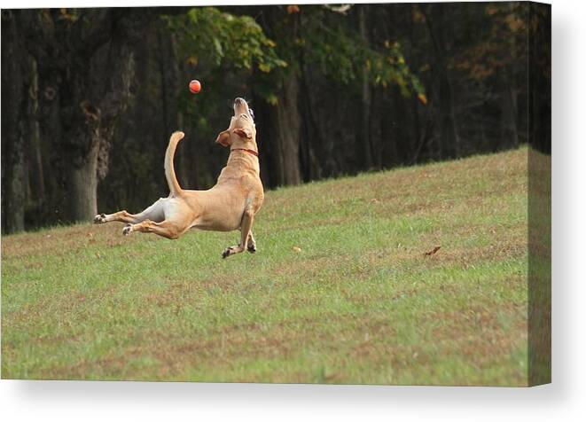 Nature Canvas Print featuring the photograph Dog In The Air by Valia Bradshaw