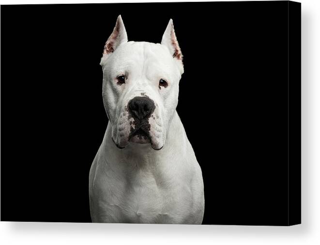 Argentino Canvas Print featuring the photograph Dogo Argentino by Sergey Taran