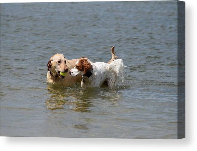 Dog Canvas Print featuring the photograph Dogs 329 by Joyce StJames