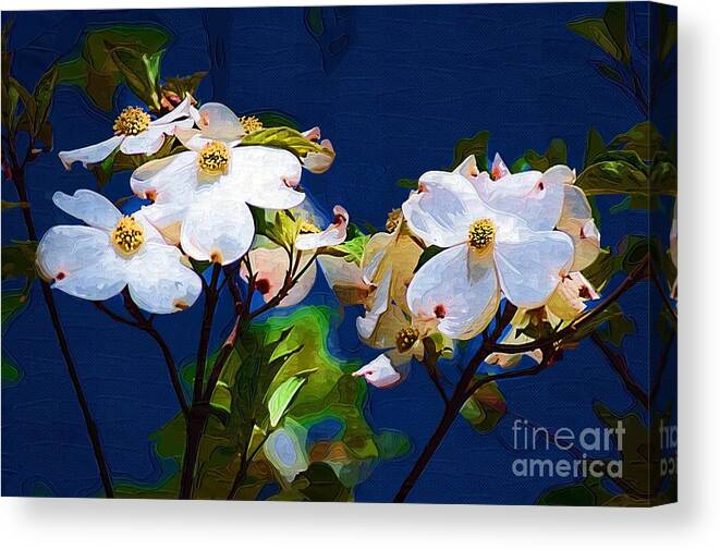 Dogwood Canvas Print featuring the photograph Dogwood by Donna Bentley