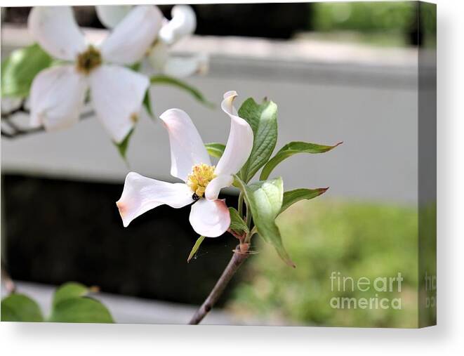 Dogwood Flowers Canvas Print featuring the photograph Dogwood Flower Bloom by Carol Riddle