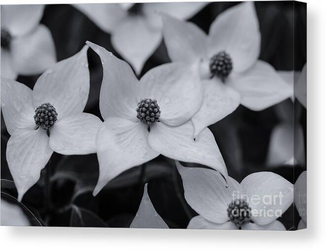 Dogwood In Monochrome Canvas Print featuring the photograph Dogwood in Monochrome by Rachel Cohen