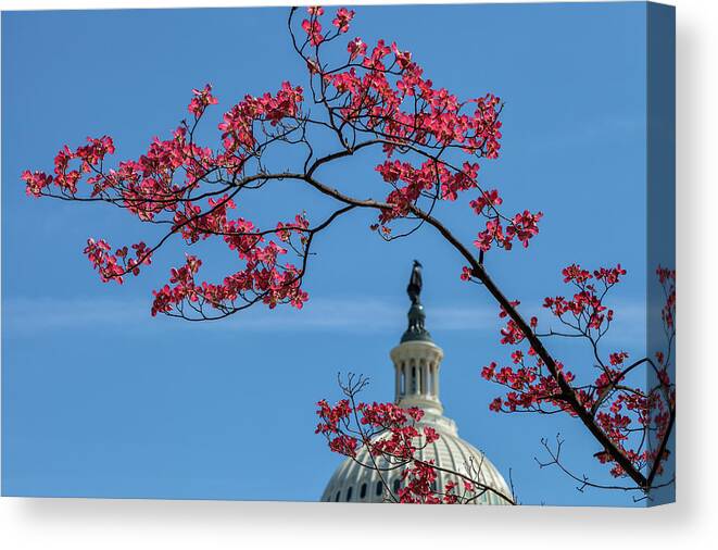 City Canvas Print featuring the photograph Dogwood Over The Capitol by Jonathan Nguyen