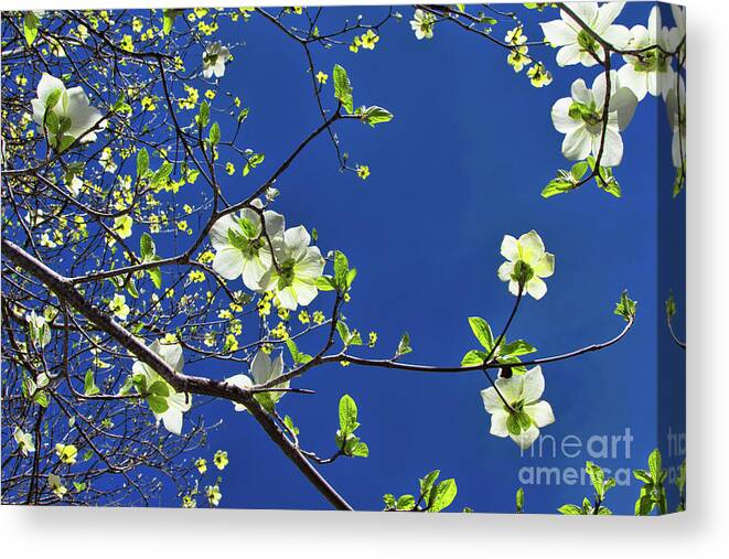 Flowers Canvas Print featuring the photograph Dogwoods by Mimi Ditchie