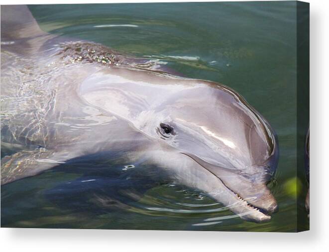 Dolphin Ocean Nature Smart Mammal Smile Canvas Print featuring the photograph Dolphin by Mitch Cat