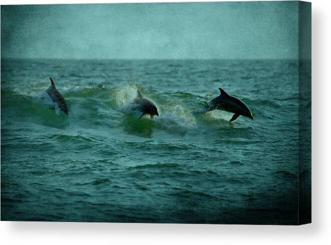 Dolphins Canvas Print featuring the photograph Dolphins by Sandy Keeton