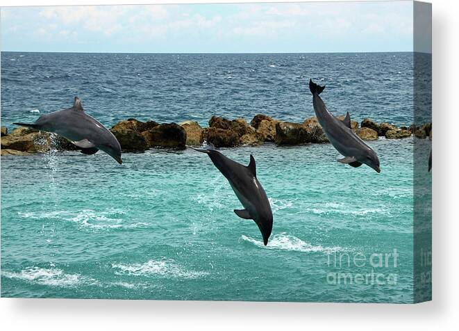 Dolphins Canvas Print featuring the photograph Dolphins Showtime by Adriana Zoon