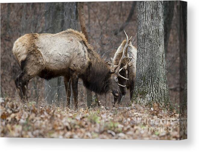 Elk Canvas Print featuring the photograph Dominance by Andrea Silies
