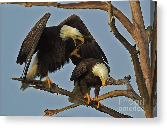 Bald Eagles Canvas Print featuring the photograph Dominant Harriet by Liz Grindstaff