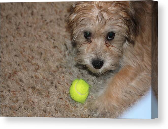 Yorkie Mix Canvas Print featuring the photograph Don't Take My Ball by Sheri Simmons