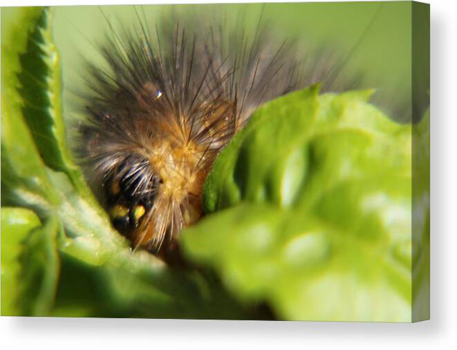 Caterpillars Canvas Print featuring the photograph DONT Wake Me by Lori Mellen-Pagliaro