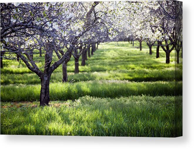 Wisconsin Canvas Print featuring the photograph Door County Cherry Blossoms by CA Johnson