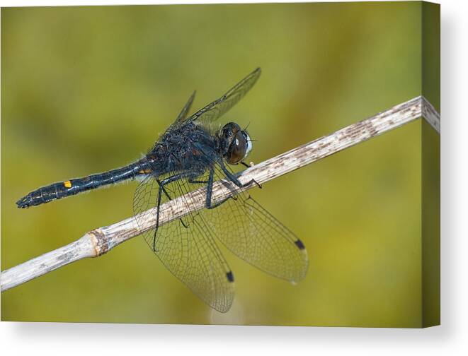 Dragonfly Canvas Print featuring the photograph Dot-tailed Whiteface by Jim Zablotny