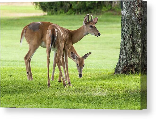 Deer Canvas Print featuring the photograph Double Deer by Cathy Kovarik