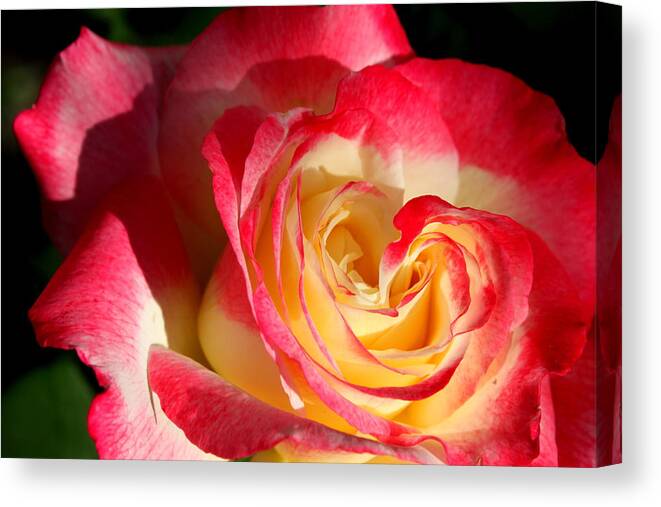 Roses Canvas Print featuring the photograph Double Delight II by M Diane Bonaparte