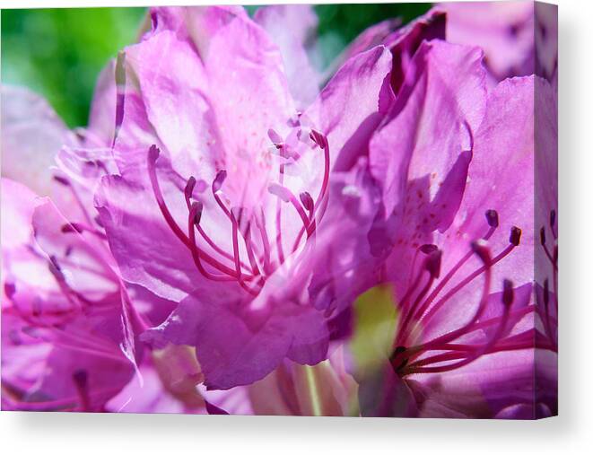 Abstract Canvas Print featuring the photograph Double Magenta Rhododendron by Marcus Karlsson Sall