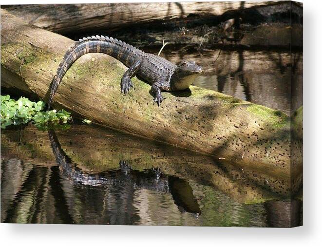 Florida Canvas Print featuring the photograph Double Trouble by Lindsey Floyd