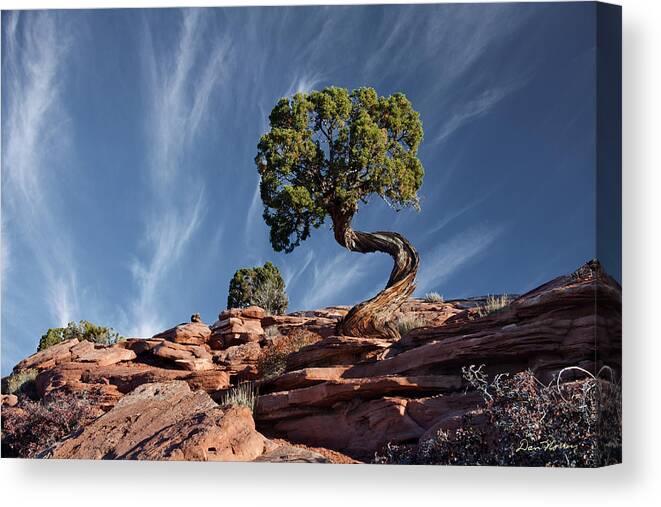 Moab Canvas Print featuring the photograph Double Twist Juniper by Dan Norris