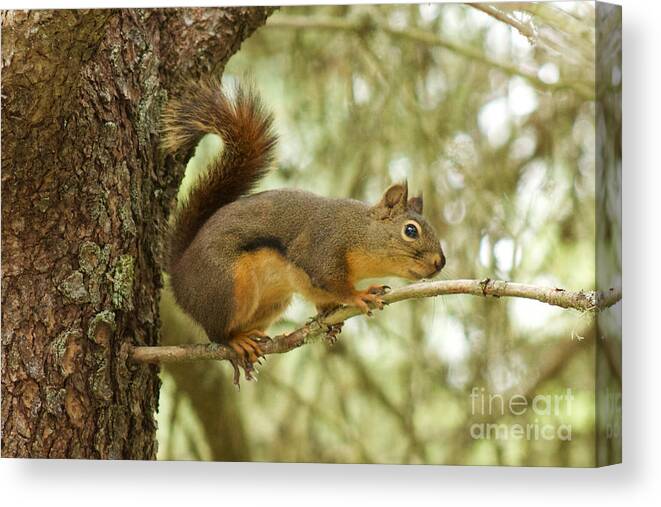 Photography Canvas Print featuring the photograph Douglas Squirrel by Sean Griffin