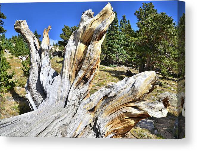 Mount Goliath Natural Area Canvas Print featuring the photograph Downed Goliath by Ray Mathis