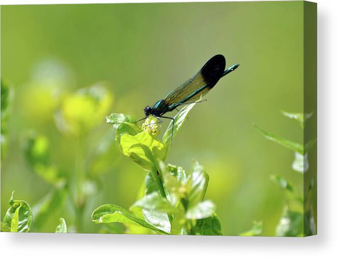 Dragonfly Canvas Print featuring the photograph Dragonfly by Glenn Gordon