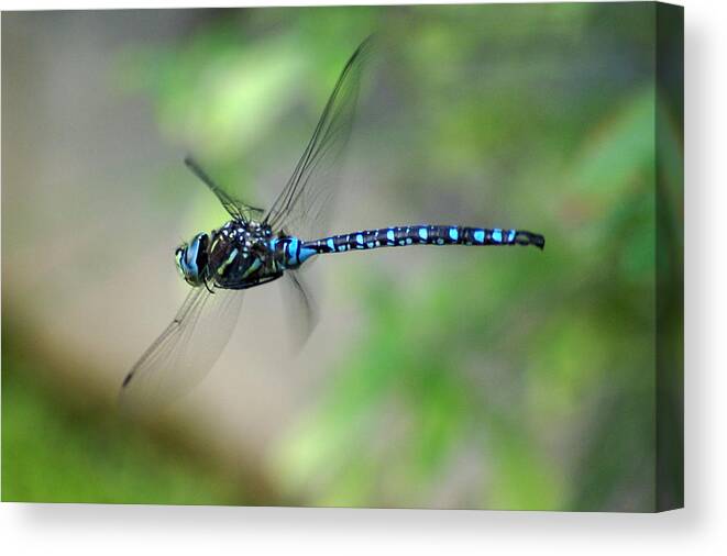 Dragonfly Canvas Print featuring the photograph Dragonfly in Flight 2 by Ben Upham III